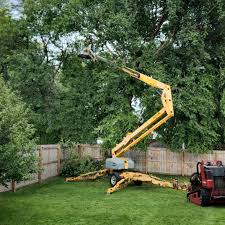 How Our Tree Care Process Works  in  Oceanside, NY